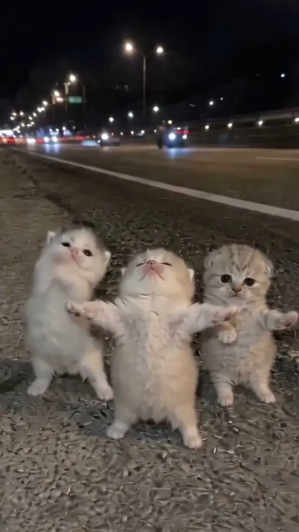 Dancing cats from your own photos: the Trio cats Dance