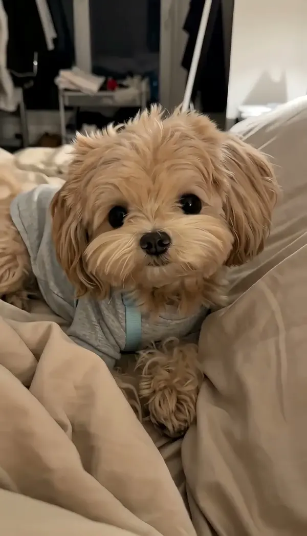Cozy Pet Pajama Selfie