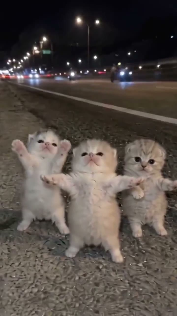 Multi-cat household posts