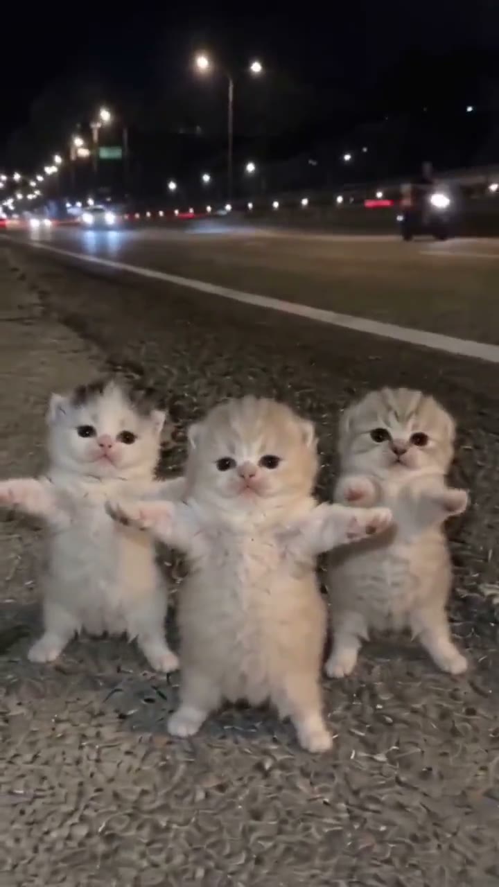 Cat cafe and shelter content